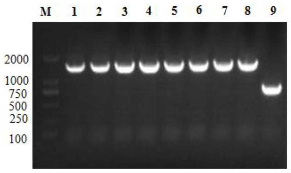 Composite cellulase system and its application in the production of starch fuel ethanol