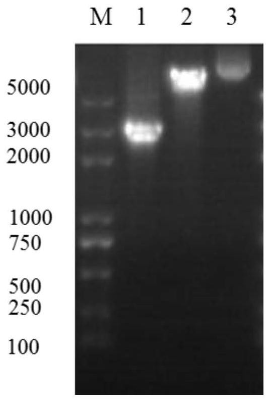 Composite cellulase system and its application in the production of starch fuel ethanol