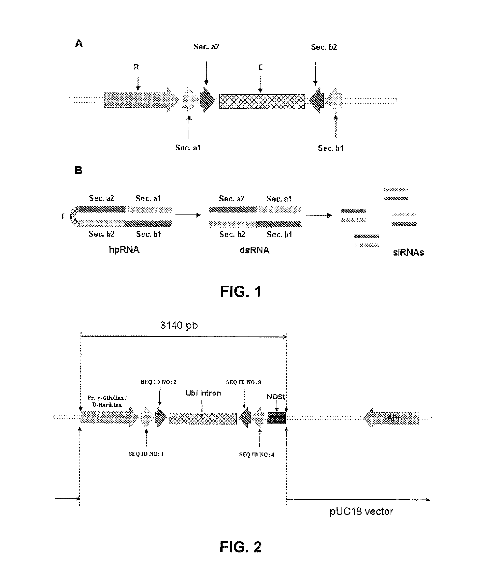 Polynucleotide comprising sequences of wheat gliadins and use thereof for silencing by rnai