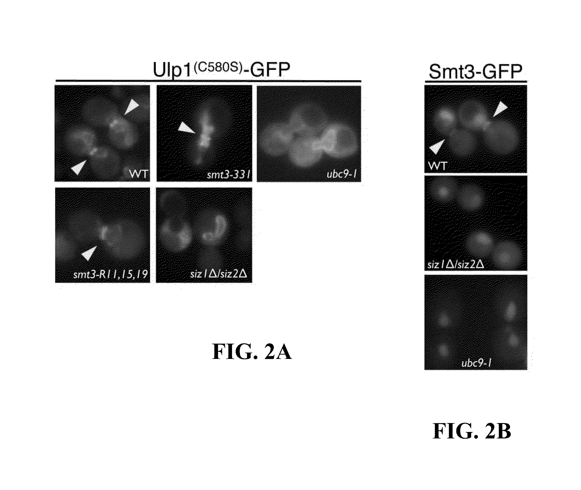 Sumo-specific affinity tag