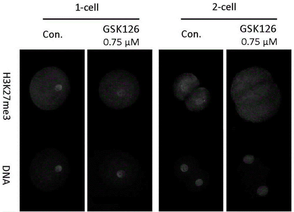 Method for increasing pig cell reprogramming capability and application