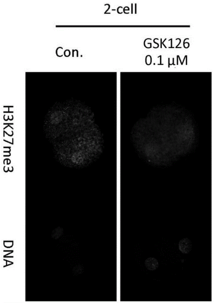 Method for increasing pig cell reprogramming capability and application