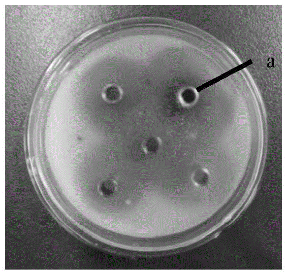 A strain of Aspergillus clavinus producing ferulic acid esterase and its application