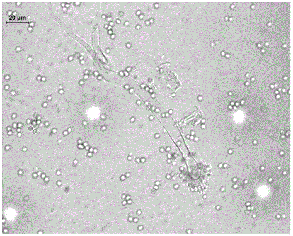 A strain of Aspergillus clavinus producing ferulic acid esterase and its application