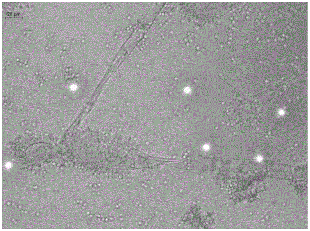 A strain of Aspergillus clavinus producing ferulic acid esterase and its application