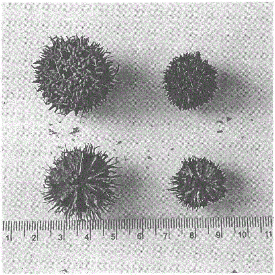 Method for preparing porous carbon spheres from ripe fruits of Liquidambar formosana hance, and adsorption application thereof