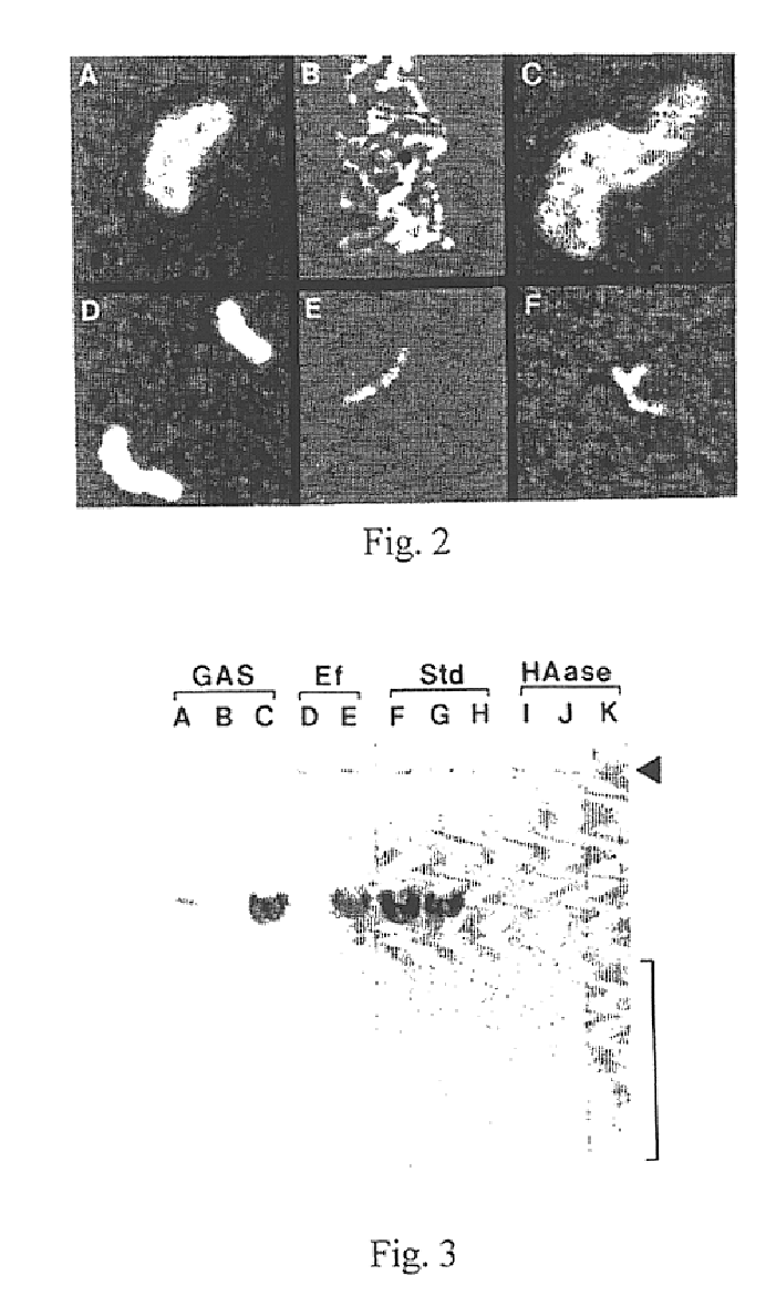 Hyaluronate synthase gene and uses thereof