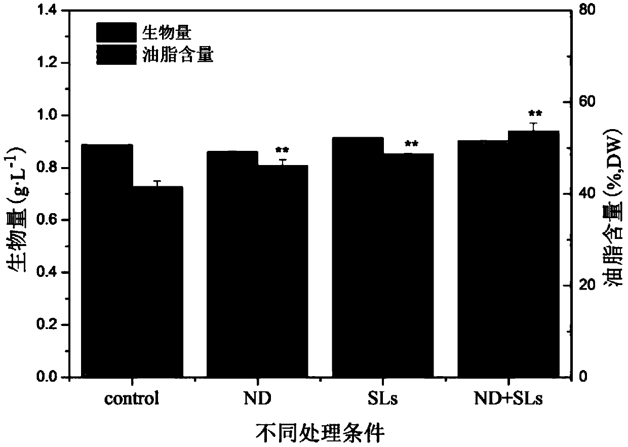 Method for promoting single-needle algae accumulated grease by nitrogen deficiency combined with strigolactones