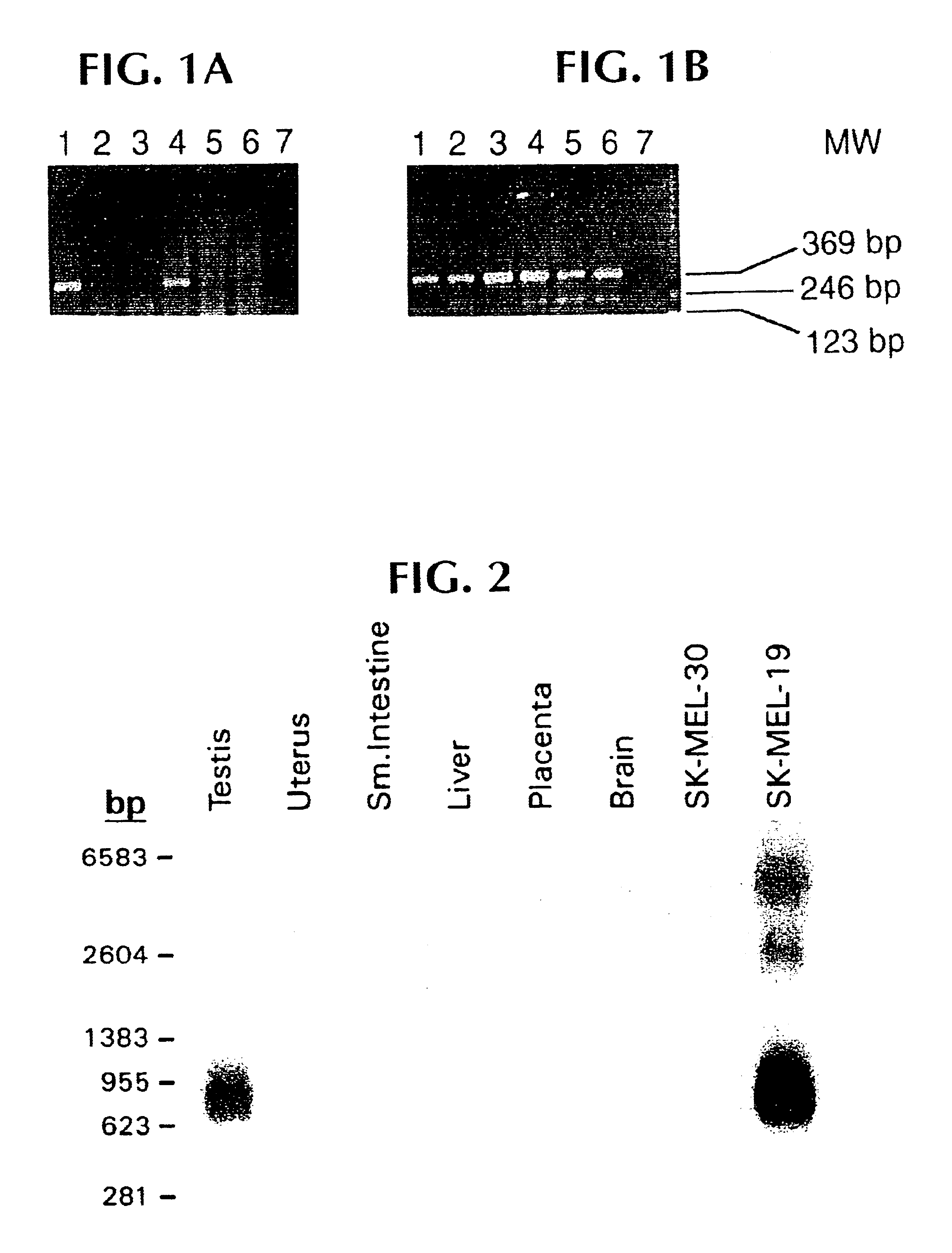 Isolated peptides which bind to MHC class II molecules, and uses thereof