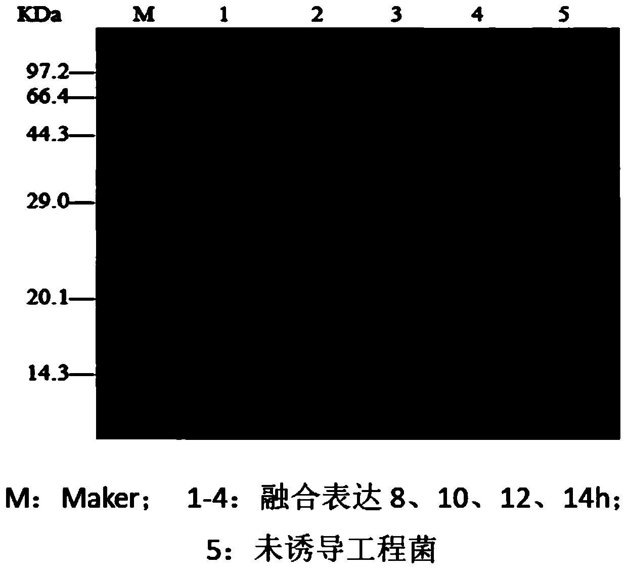 Fusion expression and purification method of cecropin antibacterial peptide