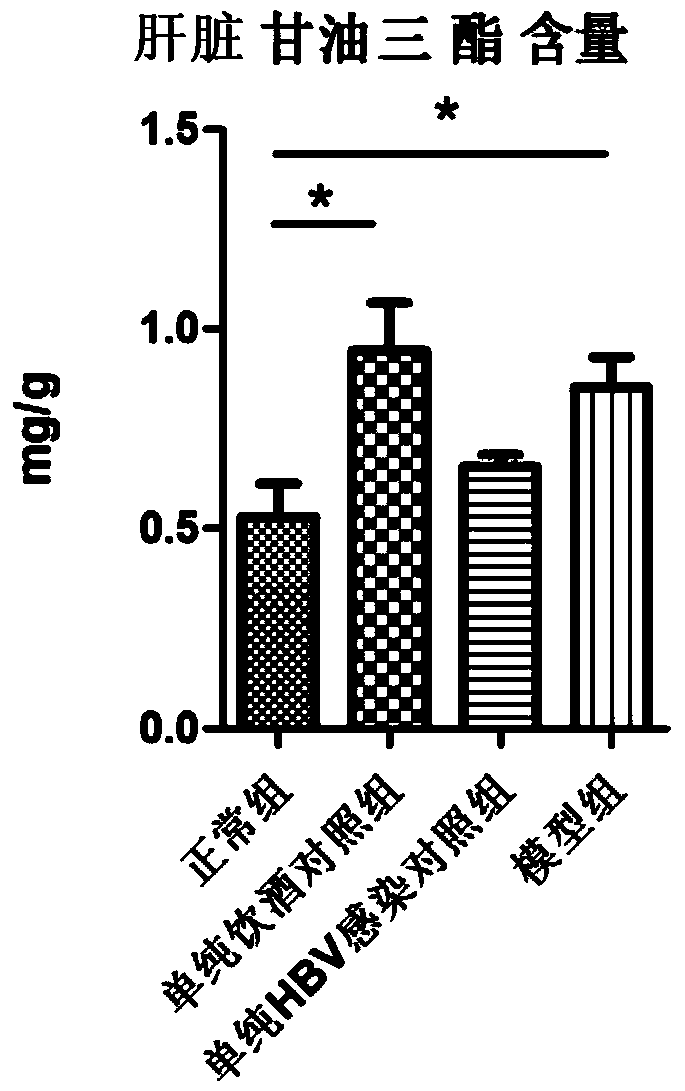 Construction method of mouse model of hepatitis B virus infection combined with alcoholic fatty liver