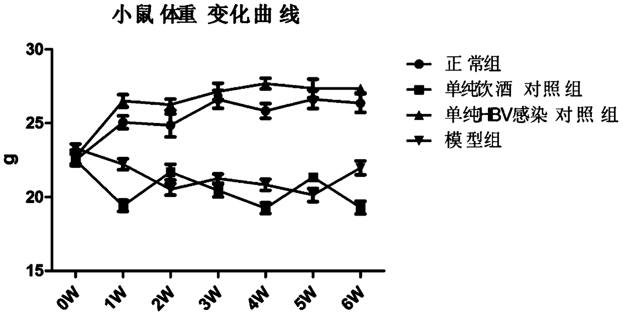 Construction method of mouse model of hepatitis B virus infection combined with alcoholic fatty liver