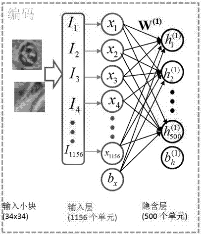 A Cell Detection Method Based on Sliding Window and Deep Structure Extraction Features