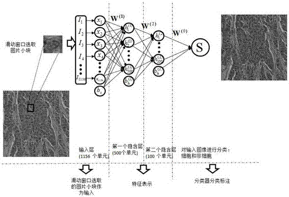 A Cell Detection Method Based on Sliding Window and Deep Structure Extraction Features