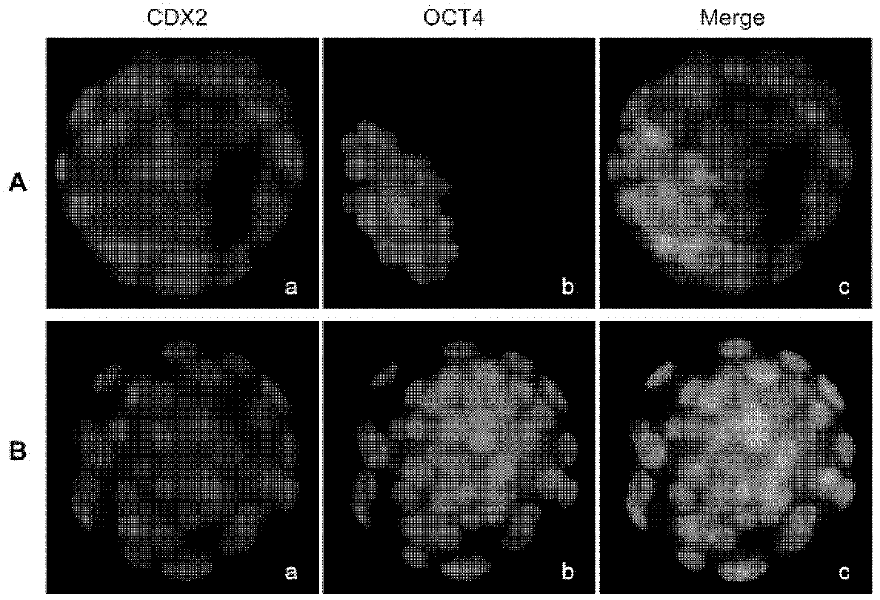 Method for analyzing embryo quality based on molecular immunoassay of mammalian blastulas