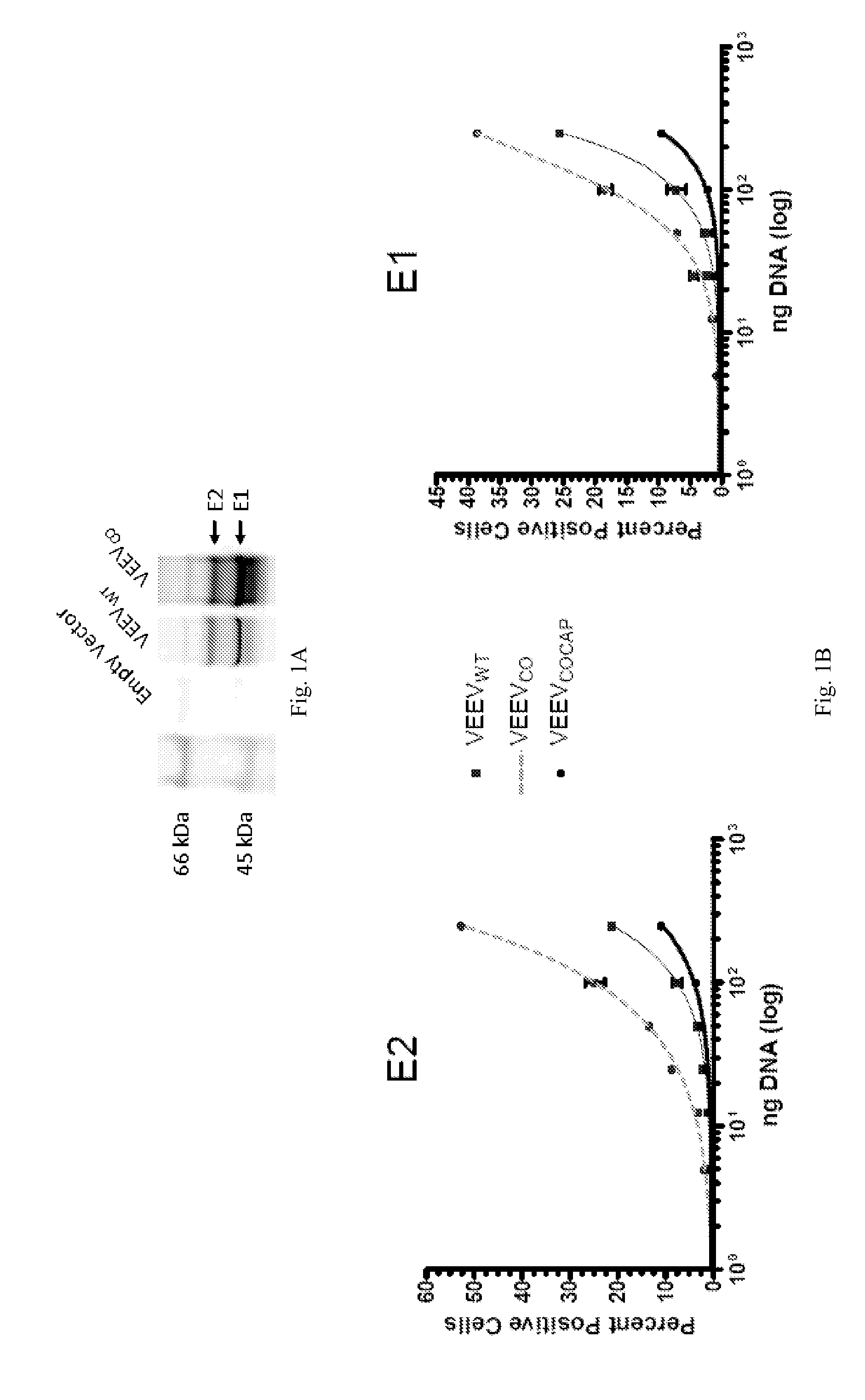 Equine Encephalitis Virus Vaccines and Methods of Using Thereof