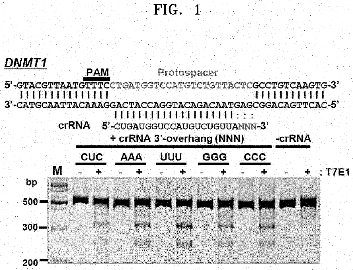 Composition for genome editing using crispr/cpf1 system and use thereof