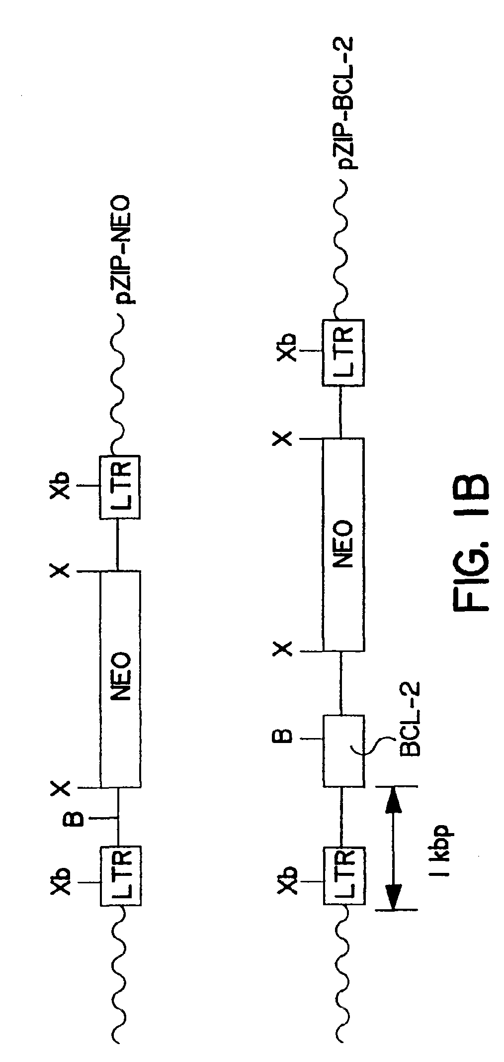 Methods of using BCL-2 for the therapeutic treatment and prevention of diseases