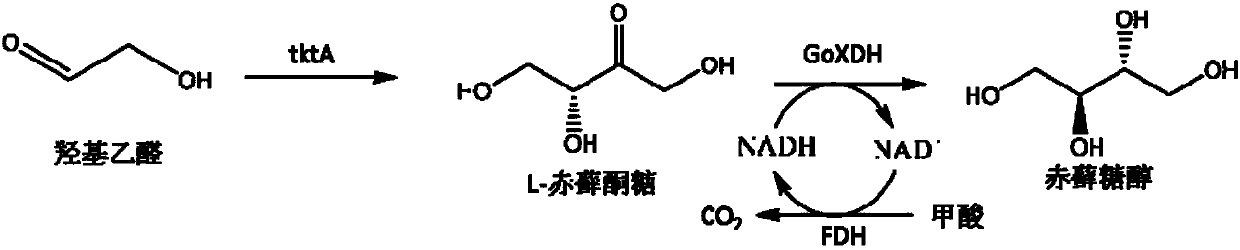 Production method of L-erythrulose and erythritol