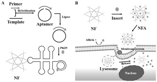 A kind of preparation method of dna nanoflower medicine targetedly regulating the browning of white fat