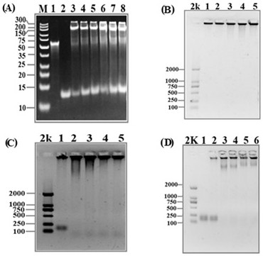 A kind of preparation method of dna nanoflower medicine targetedly regulating the browning of white fat