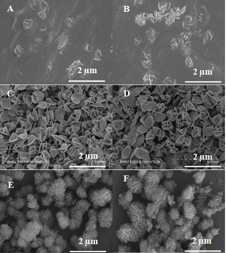 A kind of preparation method of dna nanoflower medicine targetedly regulating the browning of white fat