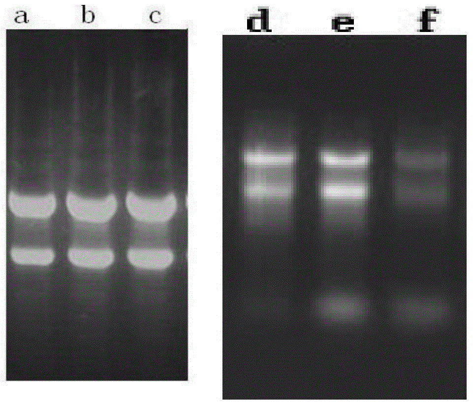Method for extracting RNA (ribonucleic acid) from plant material containing rich polysaccharides and polyphenols