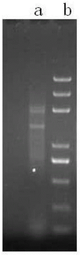 Method for extracting RNA (ribonucleic acid) from plant material containing rich polysaccharides and polyphenols