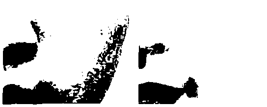 Whitening essence and preparation method thereof