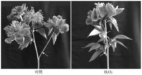 Application of Hydrogen Peroxide in Regulating Growth and Development of Side Branches of Cut Flowers of Peony