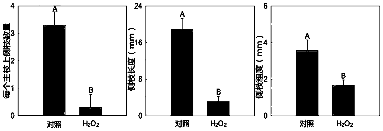 Application of Hydrogen Peroxide in Regulating Growth and Development of Side Branches of Cut Flowers of Peony