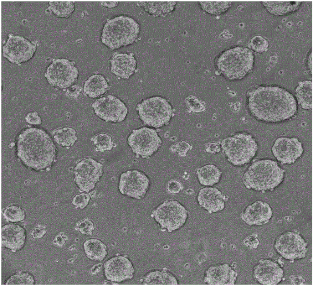 Culture method of AD293 spherical cell cluster