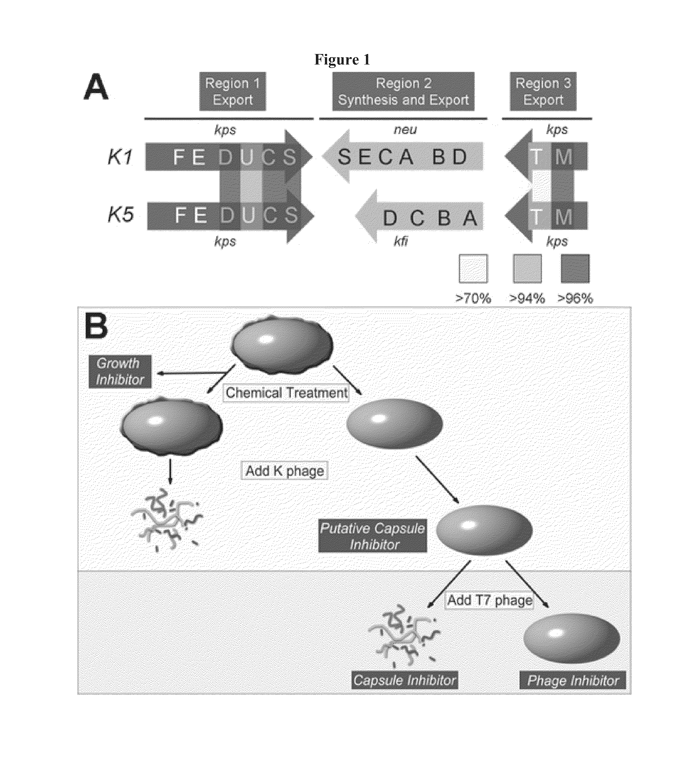 Methods for the treatment of bacterial infections