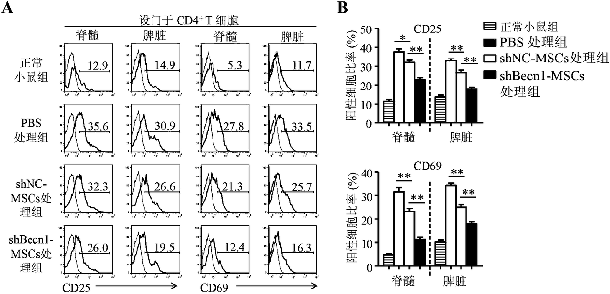 Application of inhibiting autophagy of mesenchymal stem cells in autoimmune diseases