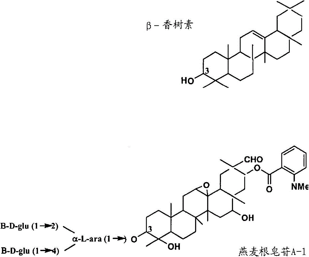 Enzymes involved in triterpene synthesis