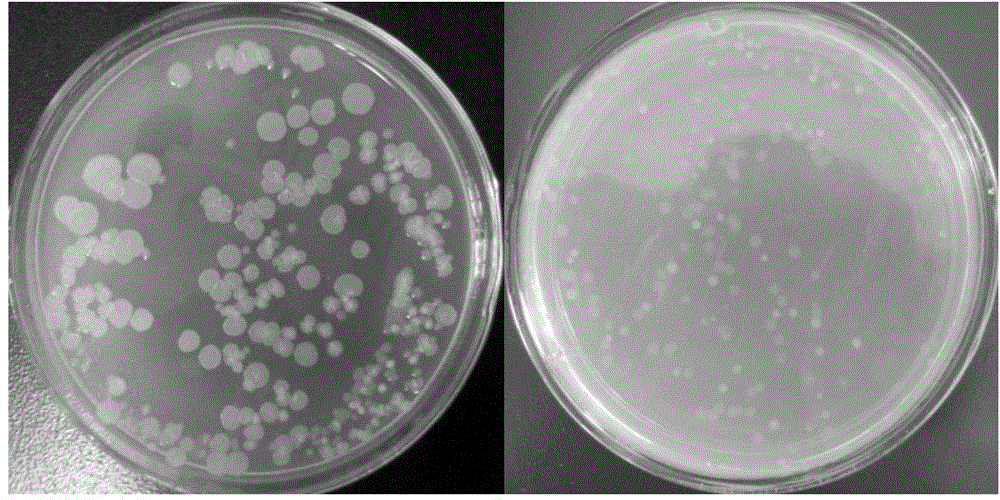 Rapid high-throughput screening method for oil-recovery microorganisms