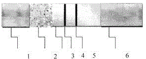 Diclazuril colloidal gold test paper strip preparation method and usage method thereof