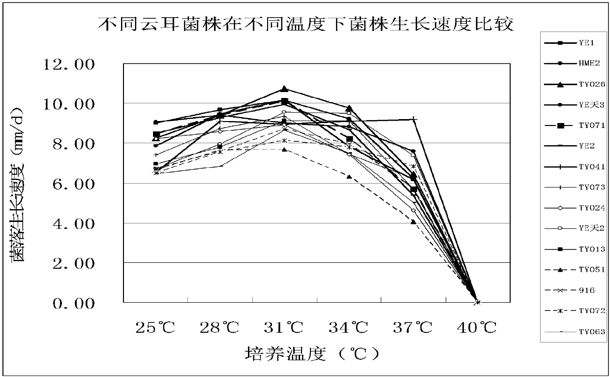 Indoor screening method of high-temperature-resistant auricularia auricula-judae strains