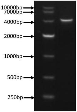 DNA standard sample for transgenic component detection and application of DNA standard sample