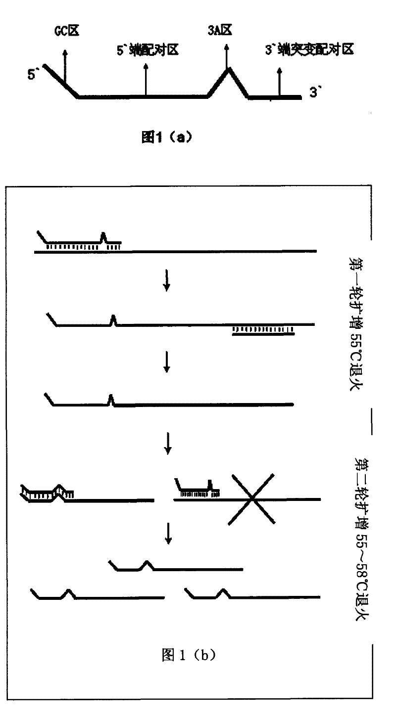 Primer design method for amplifying low-content gene mutation DNA and application thereof