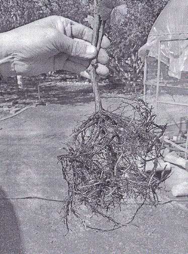 Method for producing grape bonsai in industrialized mode