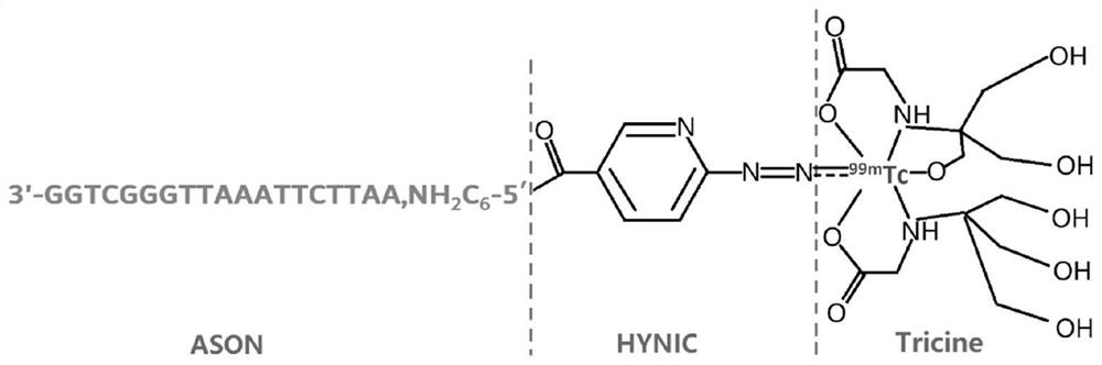 Radionuclide &lt; 99m &gt; Tc labeled LncRNA HOTAIR targeting probe, preparation method and developer