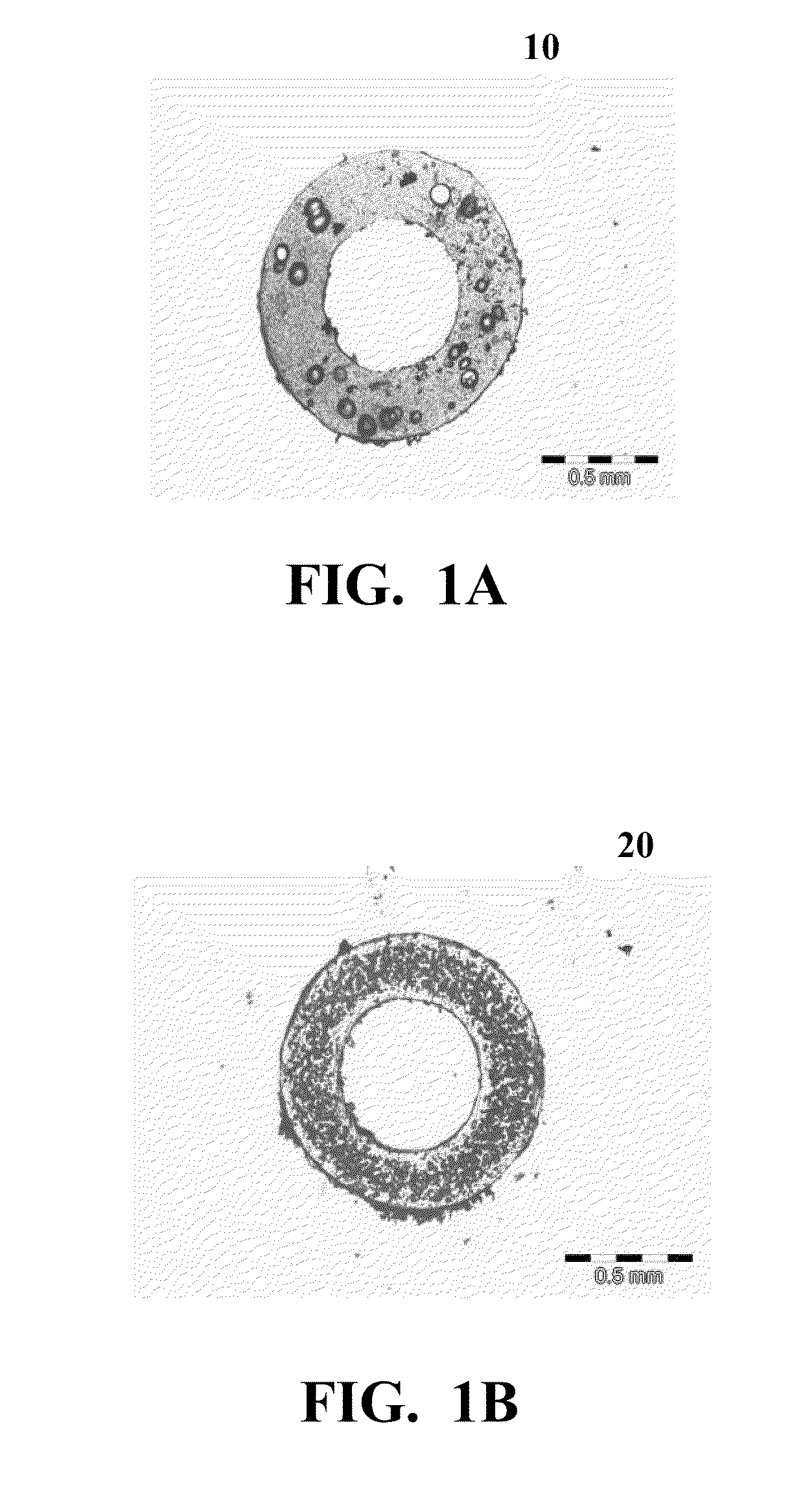 Extrusion of a Foamable Fluoropolymer