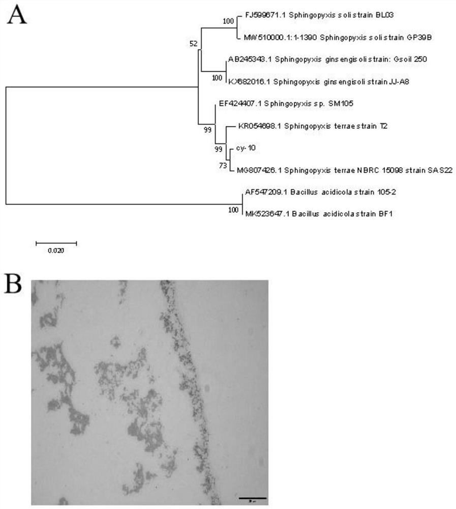 Low-carbon and high-nitrogen resistant heterotrophic nitrification-aerobic denitrification sphingomyza sp. CY-10 and application thereof