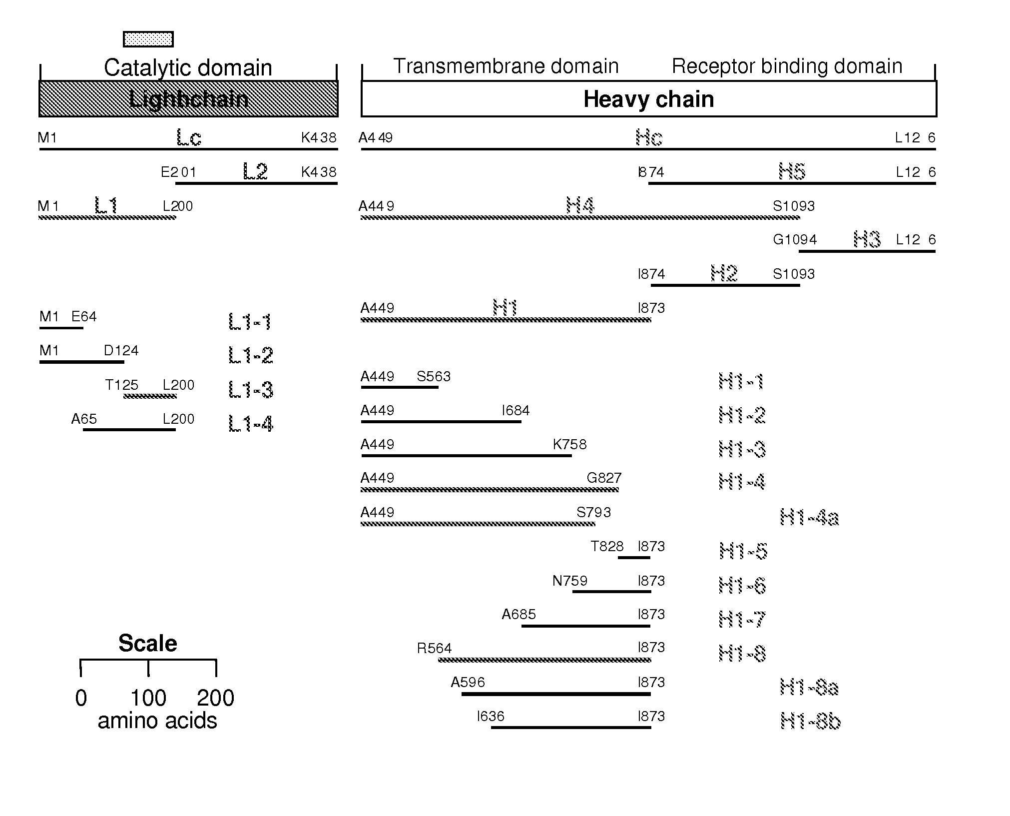 High-affinity monoclonal antibodies for botulinum toxin type A