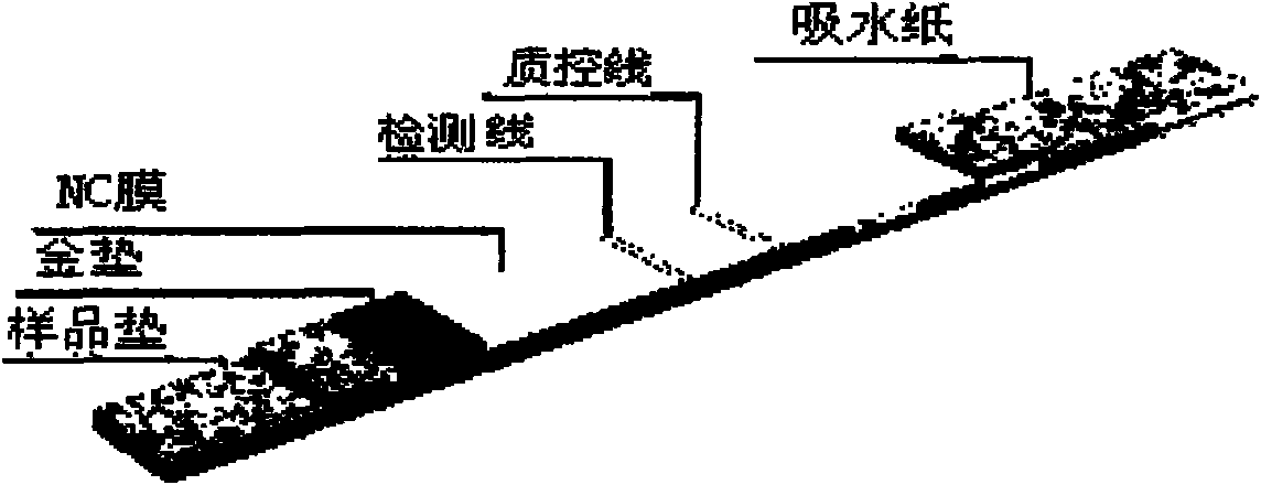 Immune colloidal gold test stripe for detecting leucomalachite green in aquatic product and preparation method