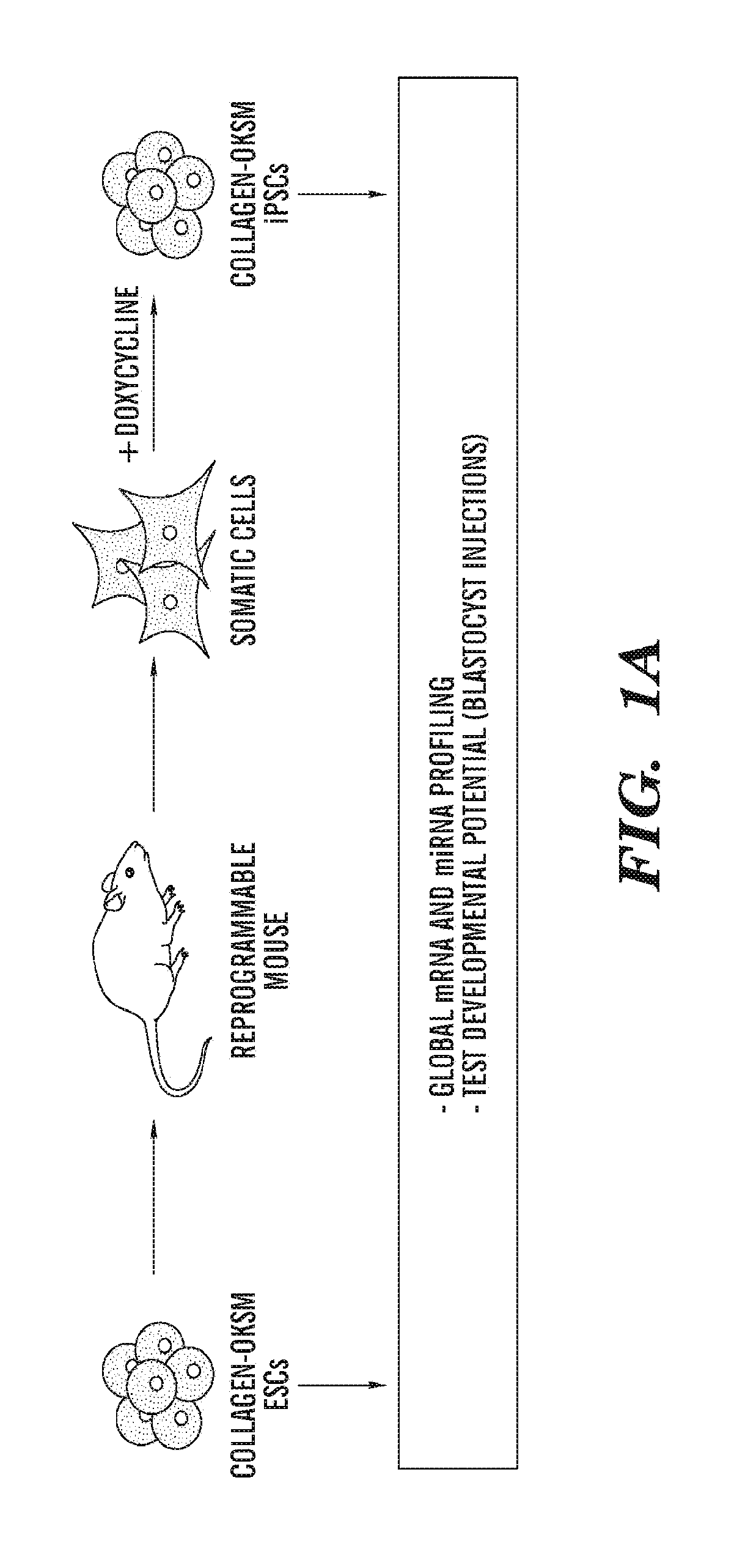 Method for selecting an ips cell