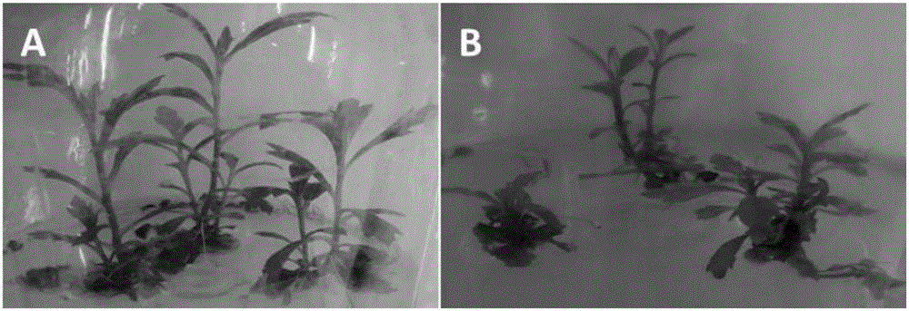 Method for rapid propagation of virus-free artemisia seleirgensis seedlings