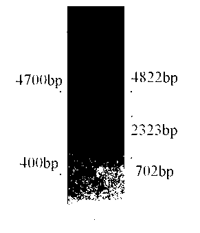 Pseudo attP site in swine genome and application thereof