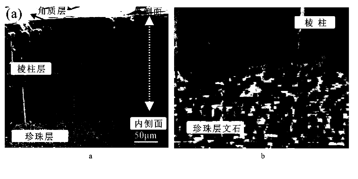 Method for identifying pearl powder and shell powder based on infrared spectroscopy and whiteness measurement combined technology